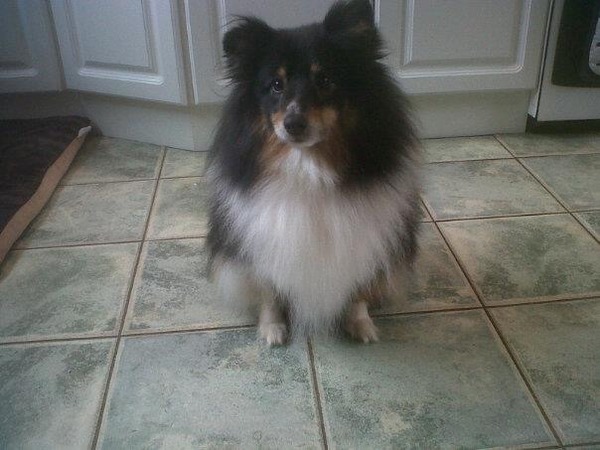 Is there a shameless photo sharing thread for our pooches??