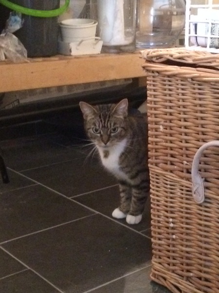 My lovely new cat!