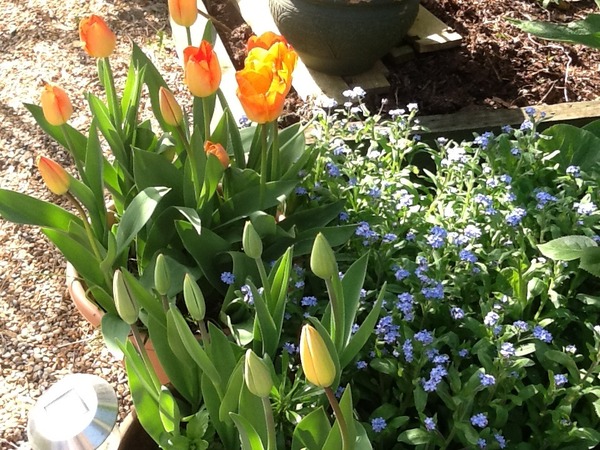 "In the spring, at the end of the day, you should smell like dirt."  This month's discussion in the potting shed.
