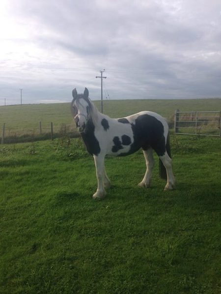 New baby horse :)