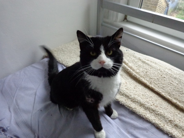 Come and sing the praises for your black/black and white cats