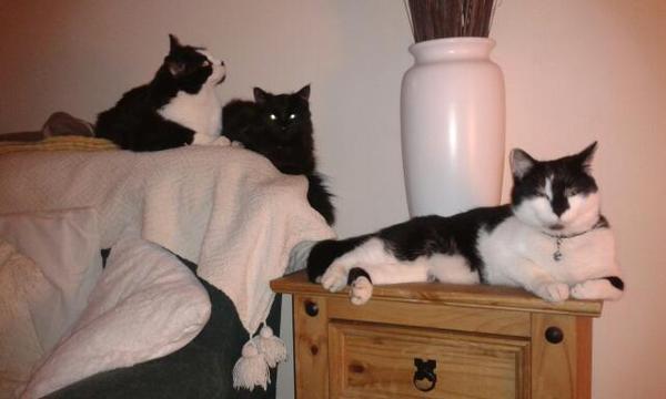 Come and sing the praises for your black/black and white cats