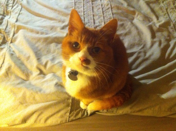 Lost cat in Leeds
