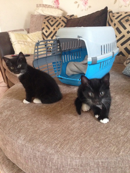 Remember I asked about grey kittens?