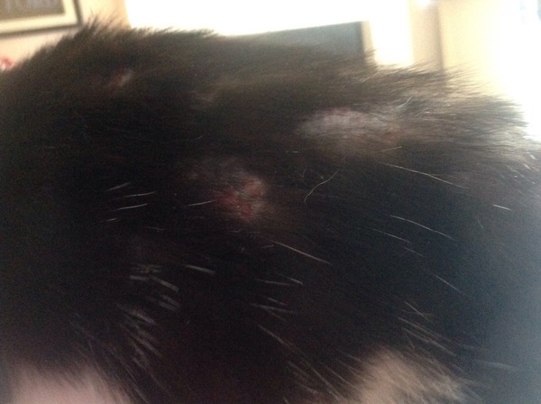 Local stray (I think!) cat's skin problem