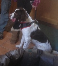 have just adopted a 10 month old springer spaniel, any advice please?