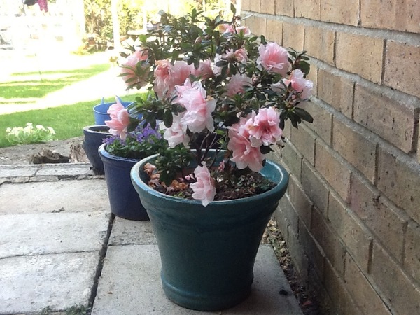 What's making your garden shine at the moment?