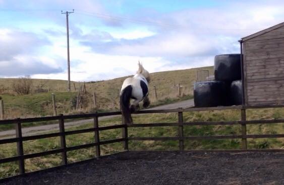 New baby horse :)