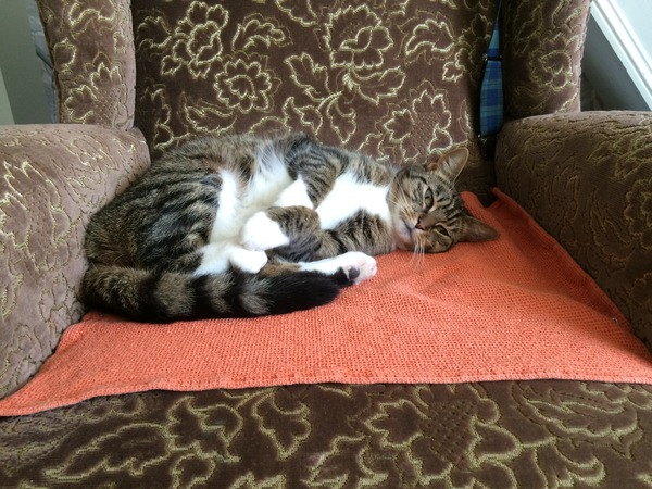 My lovely new cat!