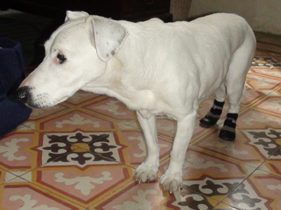 Is my dog's eyesight failing or is she just getting old?