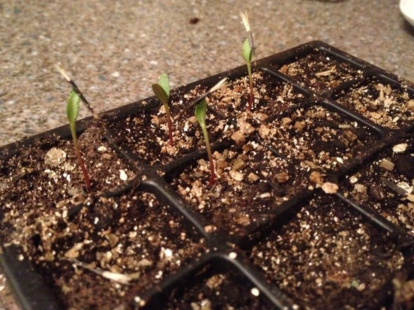The 2015 Allotment / Veg Patch Thread Part 2
