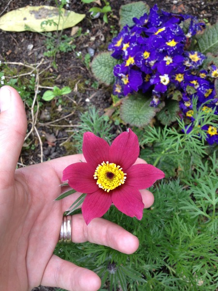 What is this flower?