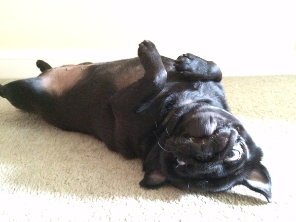 How much do you love your dog, I'm not sure my feelings are normal!!