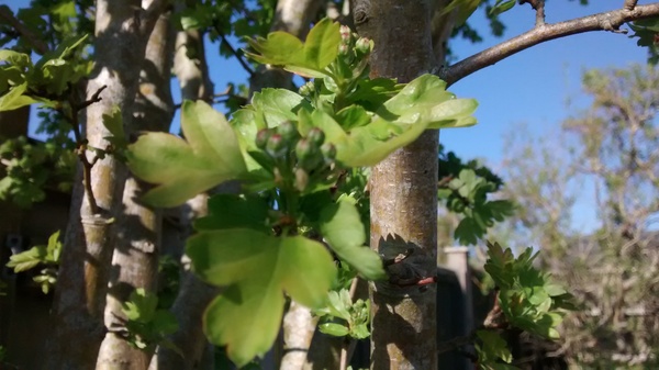 Is there away of identifying fruit trees?