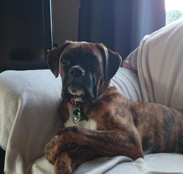 Is there a shameless photo sharing thread for our pooches??
