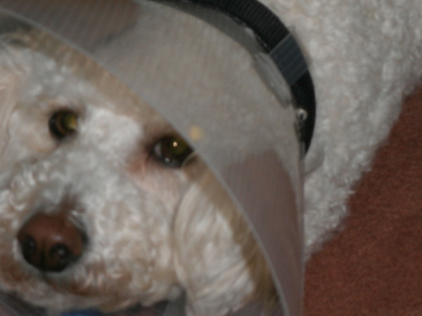 Is there a shameless photo sharing thread for our pooches??