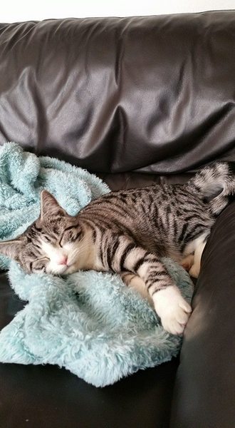 I think I have a problem with the neighbour's cat...