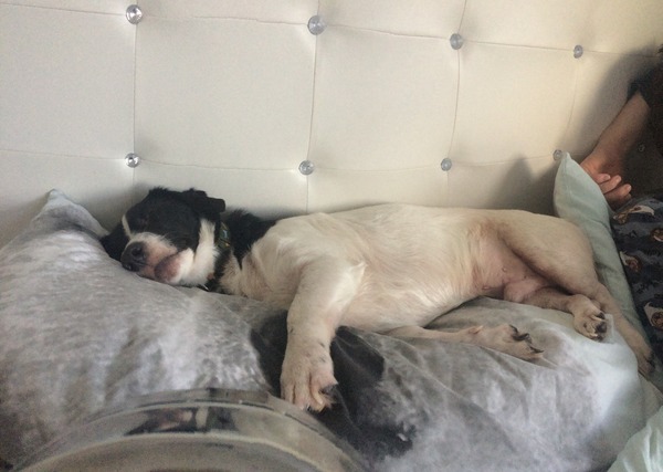 Is there a shameless photo sharing thread for our pooches??