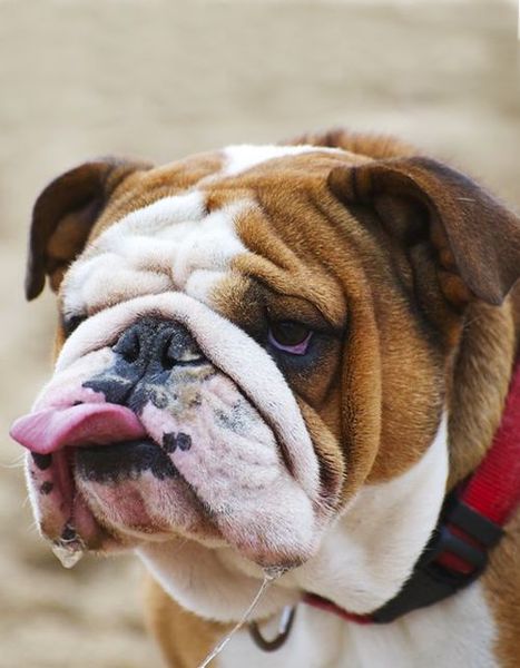 Forehead wrinkles