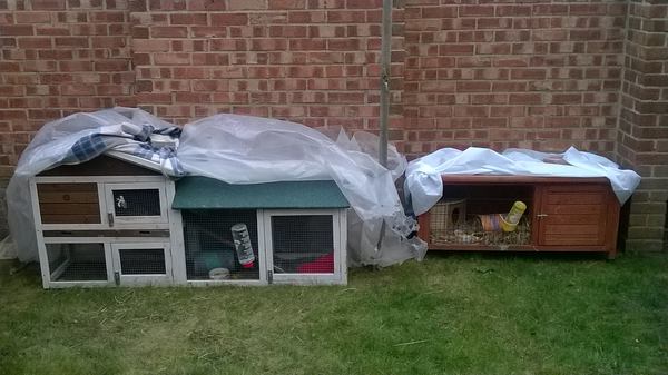 newly adopted Piggies