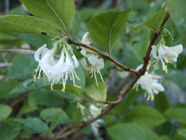 is removing a tree/bush that bees love a really bad thing to do?