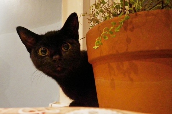 Ladies of the Litter! Petition for Celia Hammond in trouble