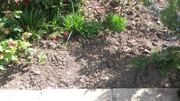 The 2015 Allotment / Veg Patch Thread Part 2
