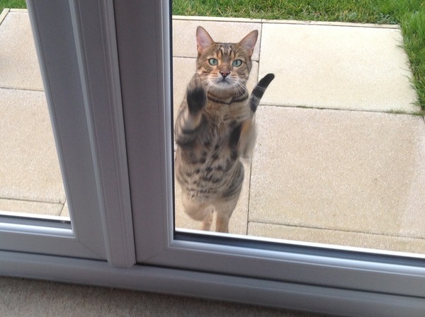 funny cat pictures