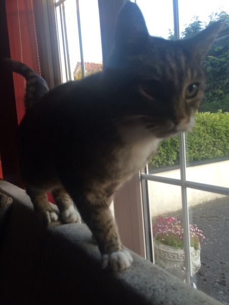 Inherited a cat....never had one before.  Help!