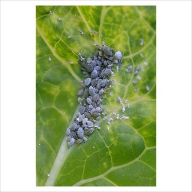 Honeysuckle aphid nightmare