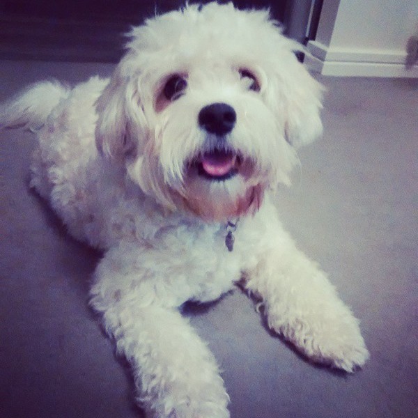 Is there a shameless photo sharing thread for our pooches??