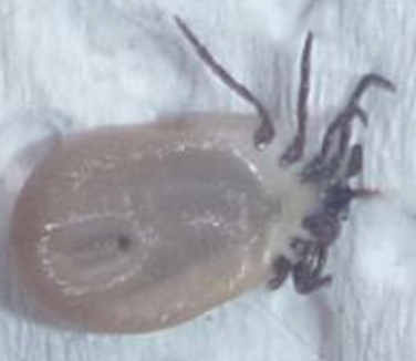 Ticks ugh