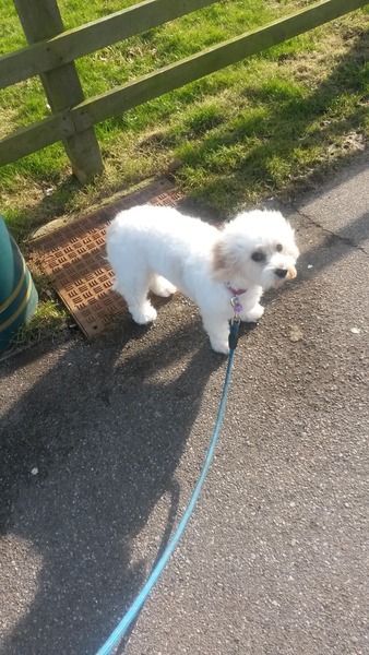 IF we were to get a dog (and its a big if) what would suit us?