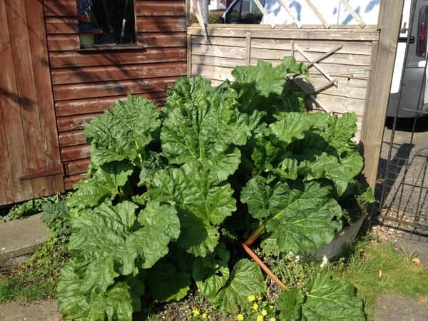 The 2015 Allotment / Veg Patch Thread Part 2