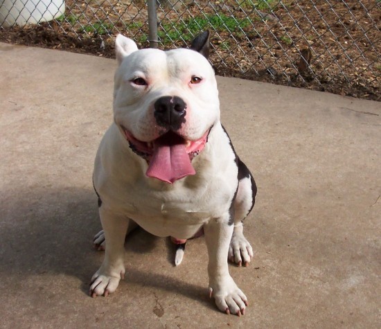To wish dangerous dog breeds and all breeds closely resembling them were banned in UK?