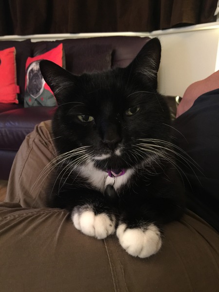 Come and sing the praises for your black/black and white cats