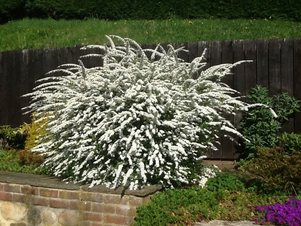 What's making your garden shine at the moment?
