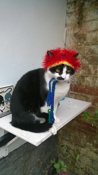Come and sing the praises for your black/black and white cats