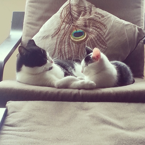 Come and sing the praises for your black/black and white cats
