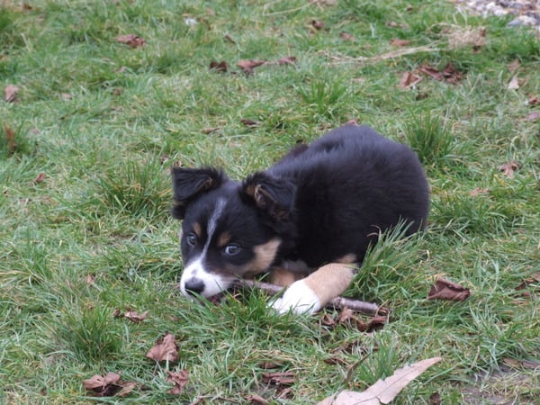 Our new puppy is here. And he's gorgeous!
