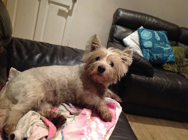 Share your funny animal stories to see your pet star in a Holly Webb story!