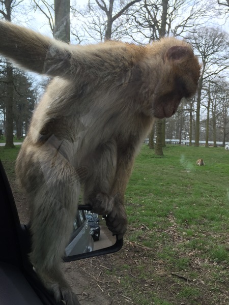 To ask if you've driven through a safari park...