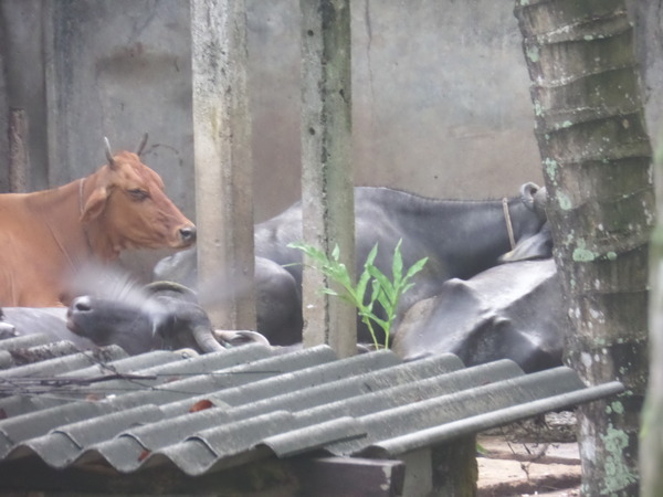 The Brave Babes Battle Bus - Shaking Off The Winter Blues And Getting Out Our Booze Free Summer Shoes!