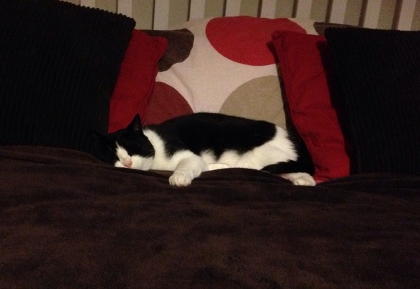 Confused with cats body language - rapid purring?