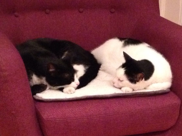 Come and sing the praises for your black/black and white cats