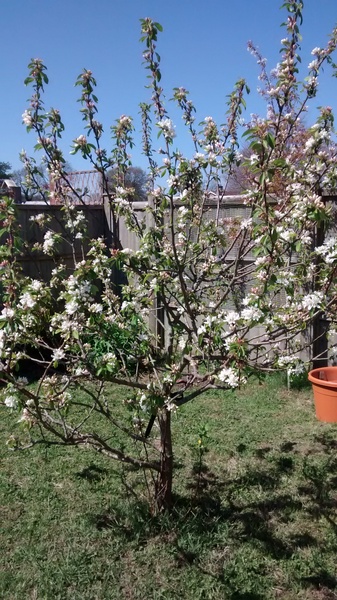Is there away of identifying fruit trees?