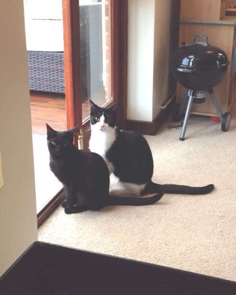 Come and sing the praises for your black/black and white cats