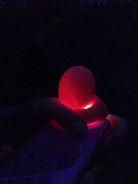 Candling eggs