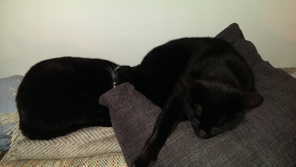 Come and sing the praises for your black/black and white cats