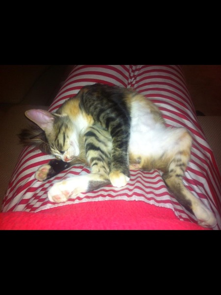 funny cat pictures
